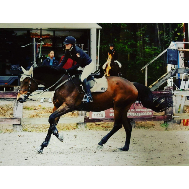 Tapis de selle Cal Rei