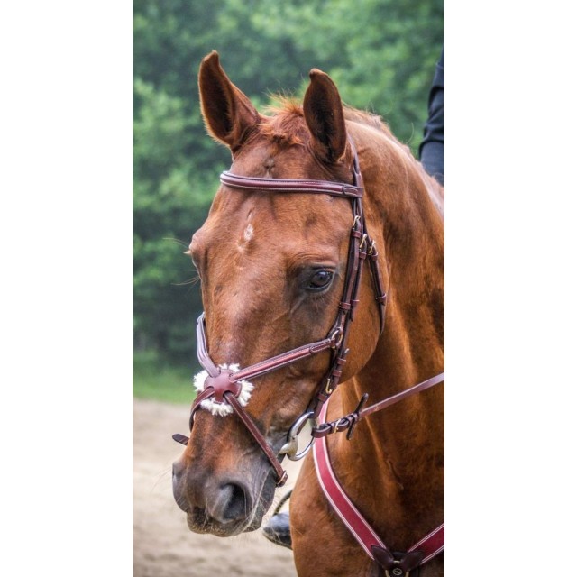 Bridon Time Rider croisé