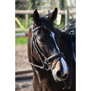 Filet Dy'on havane taille cheval