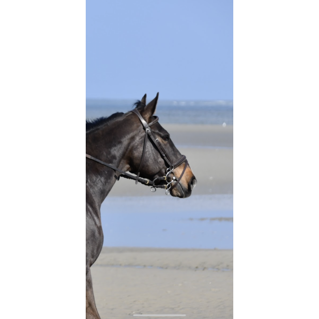 Filet Dy'on havane taille cheval