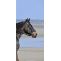 Filet Dy'on havane taille cheval