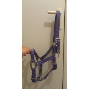 Licol + longe équithème violet.