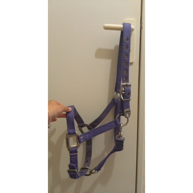 Licol + longe équithème violet.