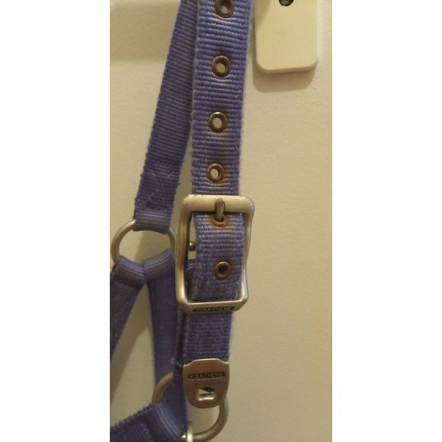 Licol + longe équithème violet.