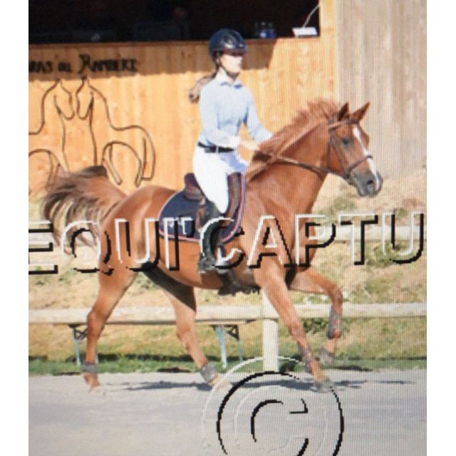 Chemise de concours frog save the queen