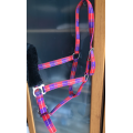 Licol violet et rouge taille cheval avec moumoute noir