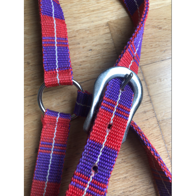 Licol violet et rouge taille cheval avec moumoute noir