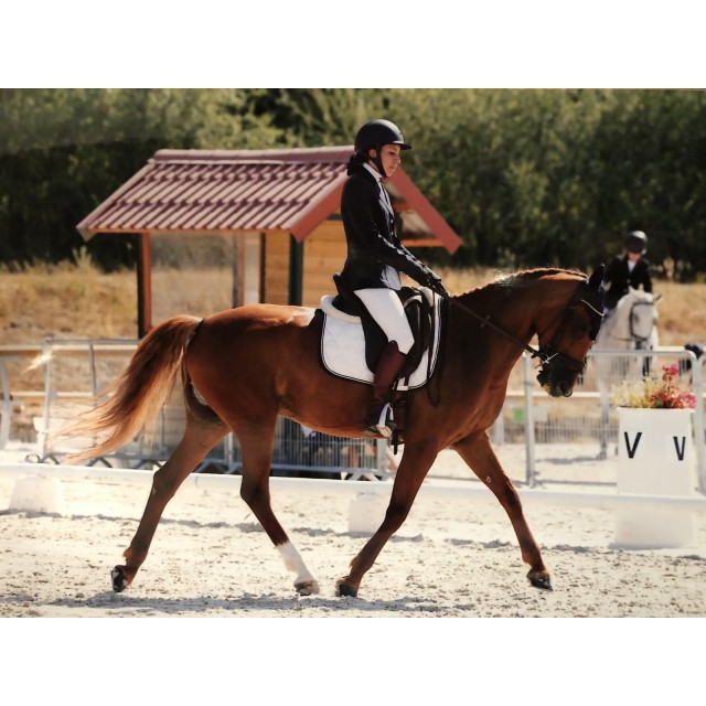 Selle de dressage Antares Concept