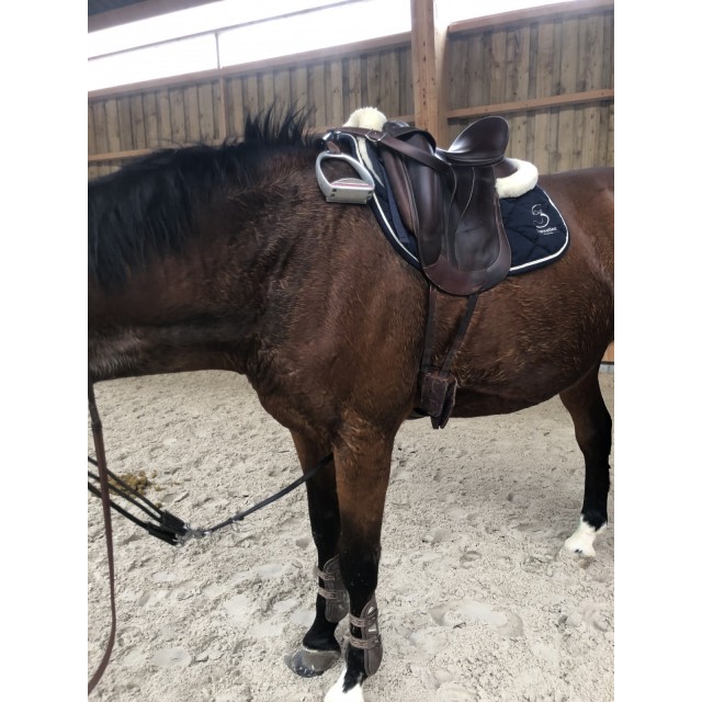 Selle de dressage Antares Concept