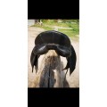 Selle de dressage Privilege soft 17'