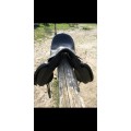 Selle de dressage Privilege soft 17'