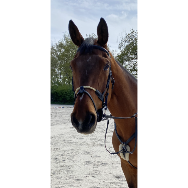 Bridon Equipe