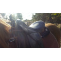 Selle Stubben