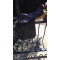 selle terrys
