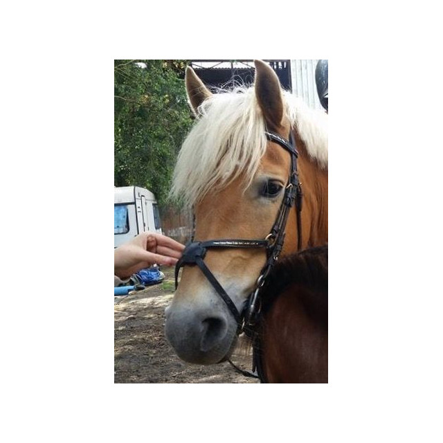 Bridon muserolle croisé