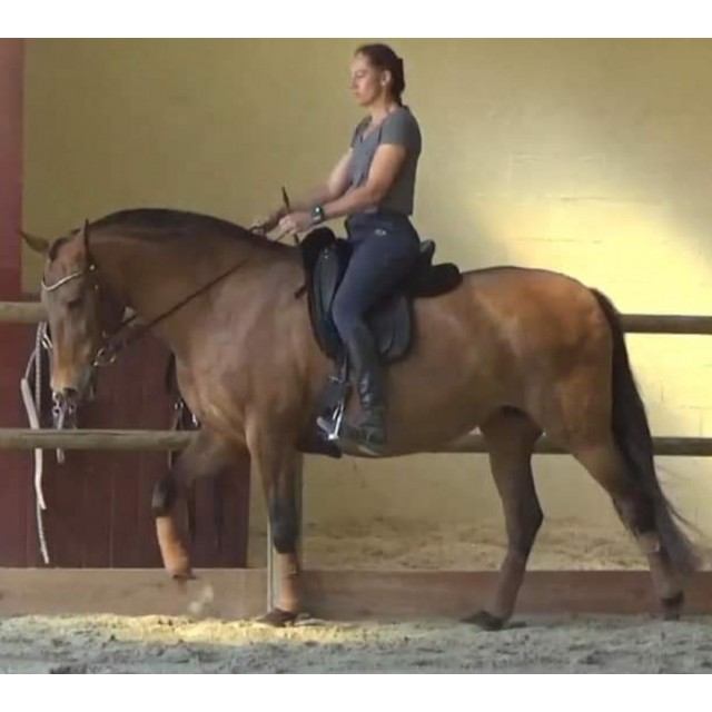 Selle dressage Prestige X Optimax k