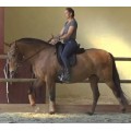 Selle dressage Prestige X Optimax k