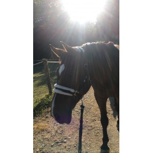 Licol pour petit cheval