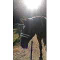 Licol pour petit cheval