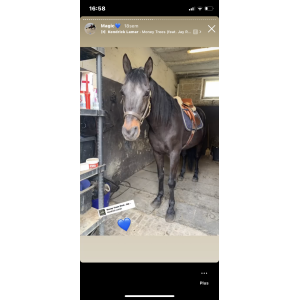 Amortisseur moumoute