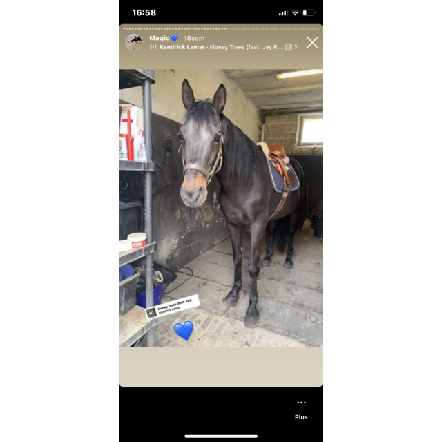 Amortisseur moumoute