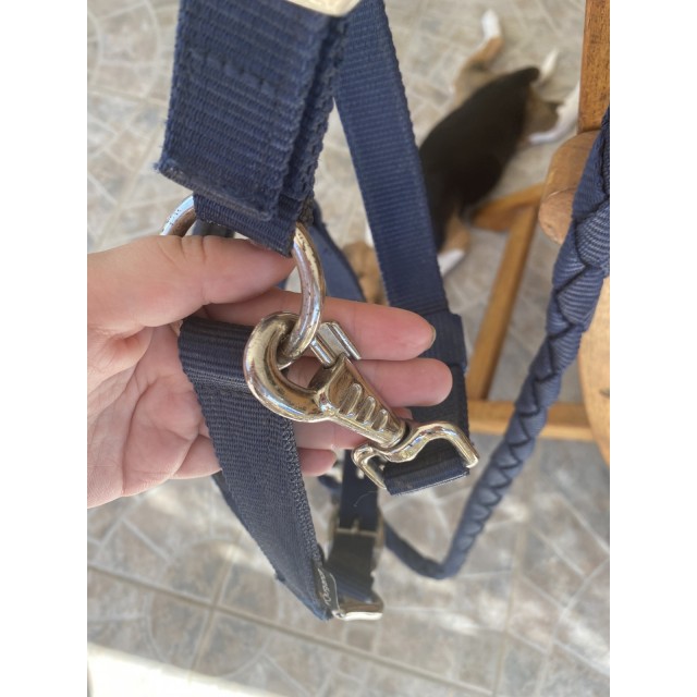 Licol + longe bleu marine