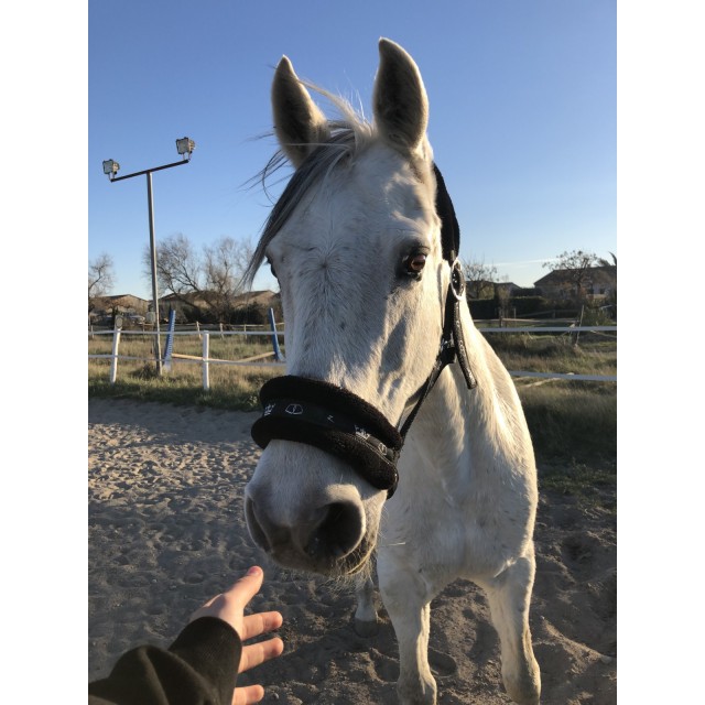 licol avec de la moumoute noir