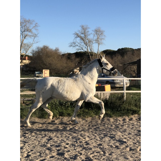 licol avec de la moumoute noir