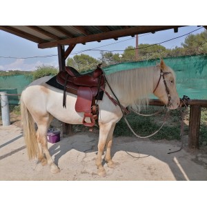 Selle western CONTINENTAL toute équipée + bride + collier neufs