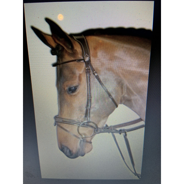 Bridon Week Monday Jump’in