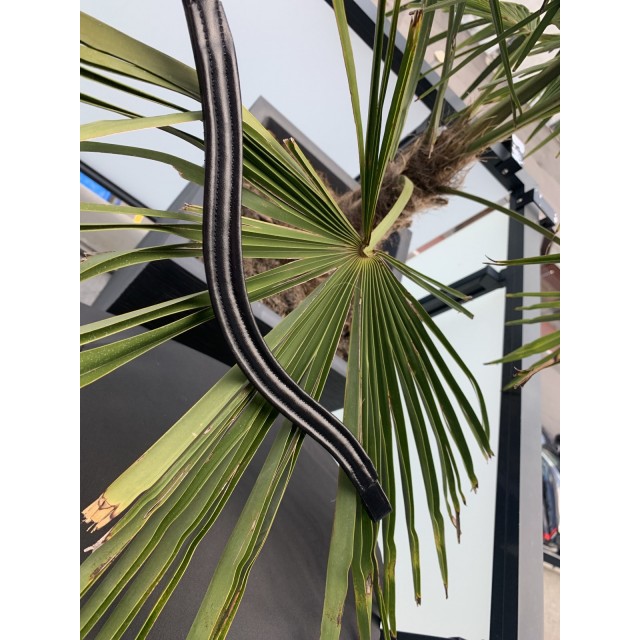 Frontal Norton Club Diamond