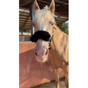 Licol Noir + Moumoute Noire