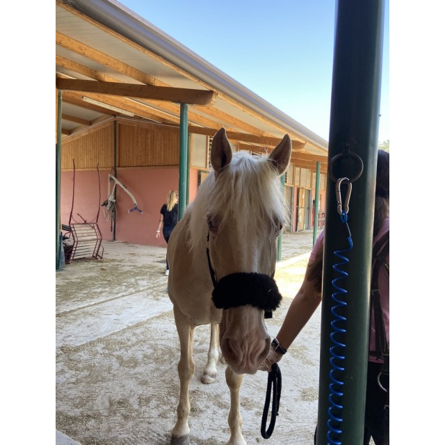 Licol Noir + Moumoute Noire