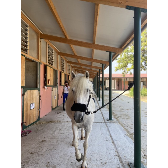 Licol Noir + Moumoute Noire