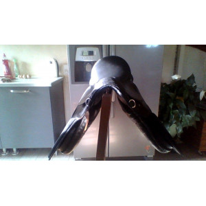 Selle pour shetland