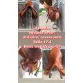 Selle bâtes caprilli