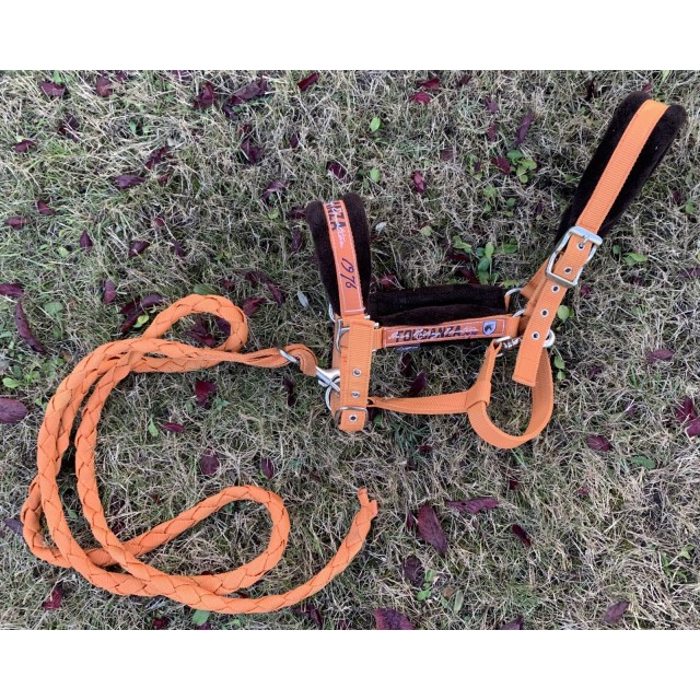 Ensemble tapis + licol orange