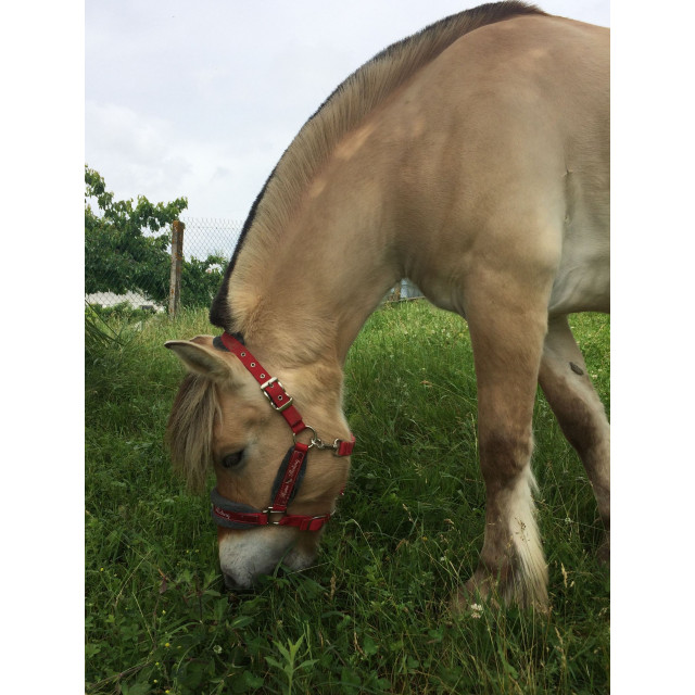 Licol Rouge Fouganza