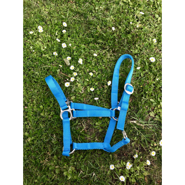 Lot de 2 licols shetland/cheval