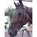 Bridon Privilège Equitation