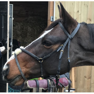 Filet noir taille poney