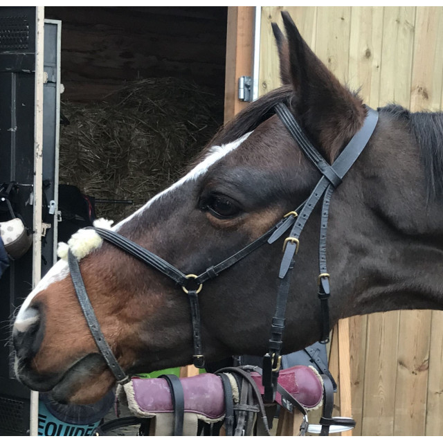 Filet noir taille poney