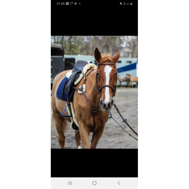 Bavette Kentucky mouton 125 cm