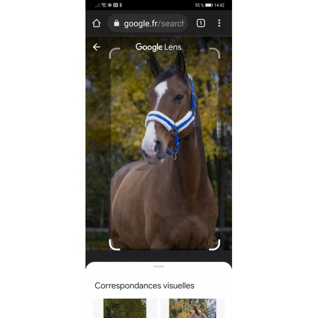 Licol poney Norton neuf