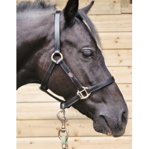 Licol cuir noir Whitaker