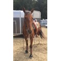 Bandes equiline