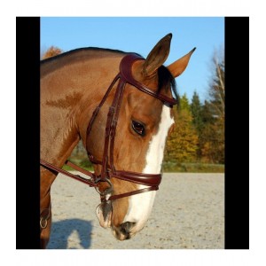 Filet Dyon anatomique