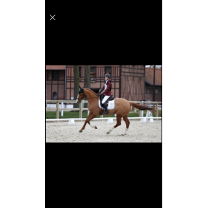 Vends selle de dressage Meyer