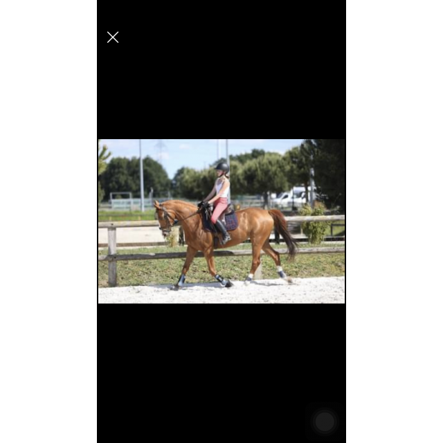 Vends selle de dressage Meyer