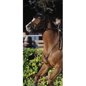 Collier de chasse privilège équitation